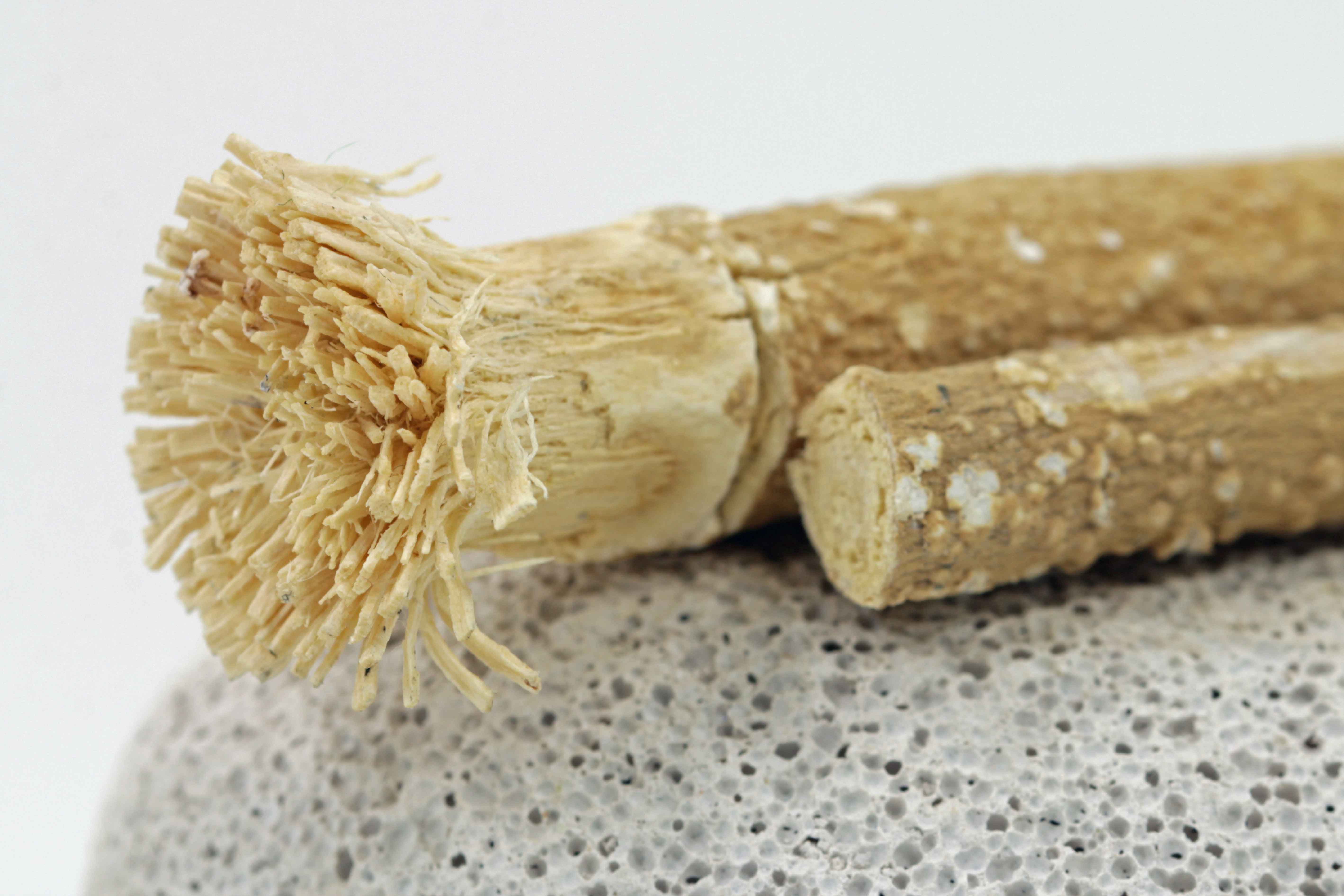The History of the Toothbrush: From Chew Sticks to Orbi